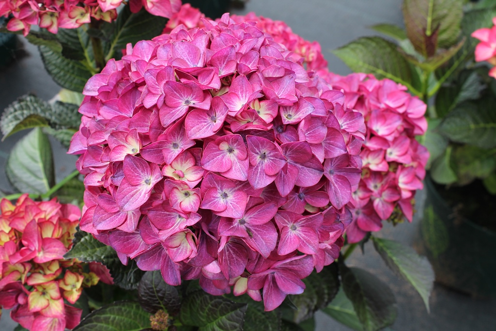 De Jong Plant B.V. - Hydrangea macr. Black Diamonds® Red Angel® violet P23